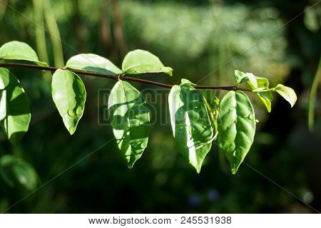 Close Up Wrightia Religiosa Tree In Nature Garden