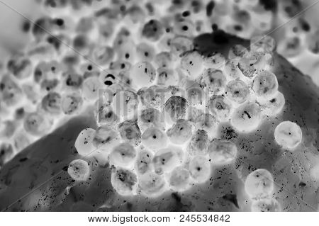 Bacteria Or Cells Under A Microscope, Cells Of The Virus Under A Microscope. Multiplication Of Bacte