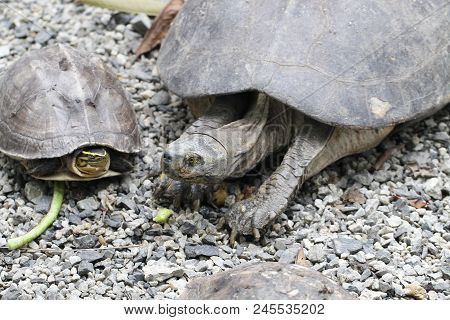 Giant Tortoise, Galapagos Islands, Ecuador, Large Old Long Life Turtle In Ocean Walking On Park Full