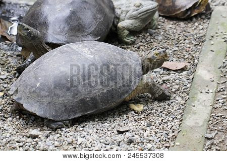 Giant Tortoise, Galapagos Islands, Ecuador, Large Old Long Life Turtle In Ocean Walking On Park Full