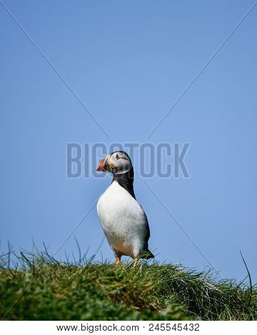 Beautiful Atlantic Puffin Or Comon Puffin Fratercula Arctica In Northumberland England On Bright Spr