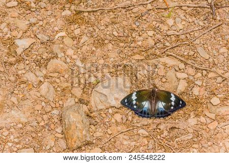 Male Common Eggfly Butterfly With Large White Spots And Orange Markings Resting On Rocky Ground.