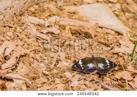 Male Common Eggfly Butterfly With Large White Spots And Orange Markings Resting On Rocky Ground.