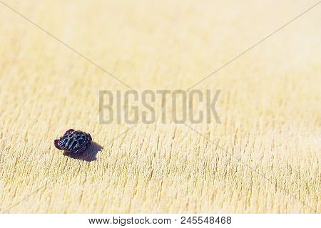 Encephalitic Mite Shrank And Lies On The Table Pretending To Be Dead.