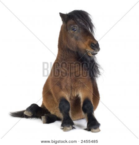 Shetlandský Pony