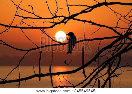 Silhouette Of Greater Racket-tailed Drongo Birds On A Tree Branches With Red Sky Sunset Background