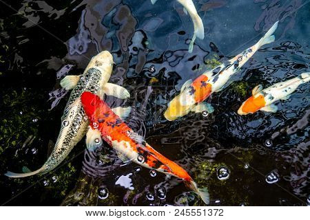 Koi Animal Japan Water Nature Park Asia