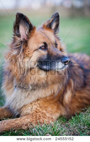 Belgisk Hyrdehund