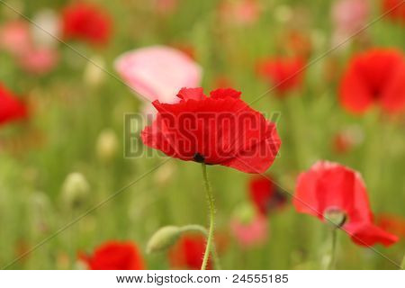 Mohn