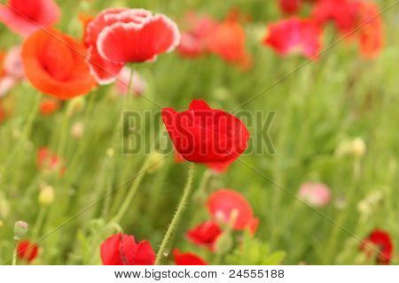 Mohn