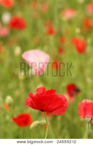 Mohn