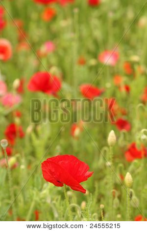 Mohn