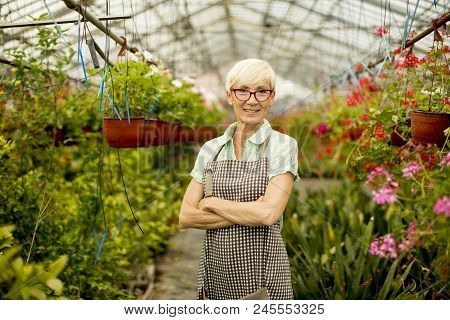 Senior Woman Working With Spring Flowers In Greengarden
