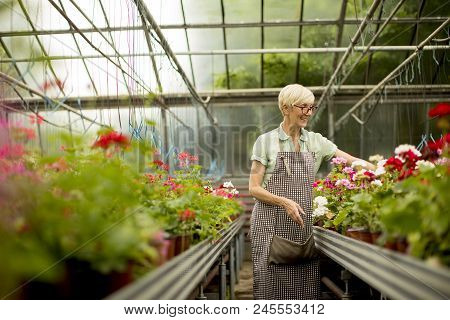 Senior Woman Working In Flower Garden