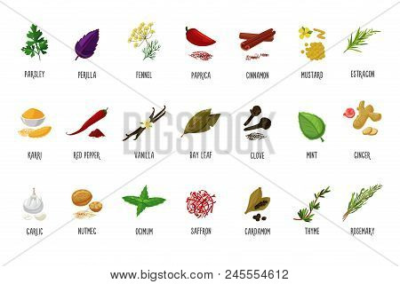 Spices And Seasoning Vector Icons. Food Ingredients For Kitchen.isolated On White Cartoon Herbage.