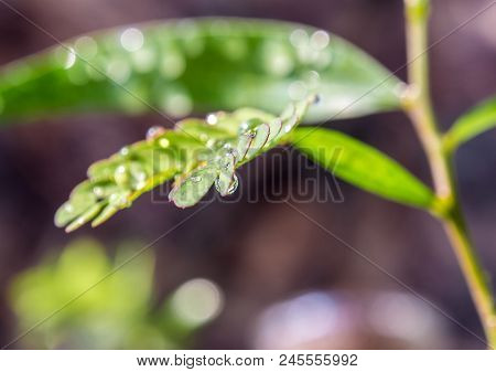 Simple Type Leaf And Pinnately Compound Type Leaf On The Same Tree