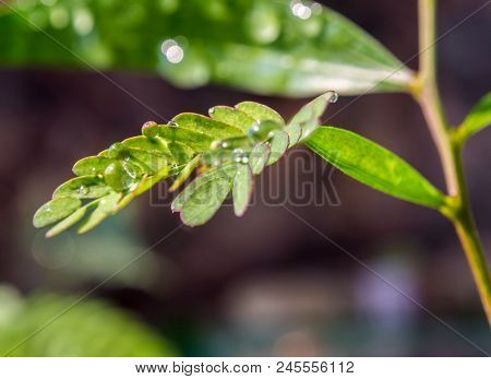 Simple Type Leaf And Pinnately Compound Type Leaf On The Same Tree