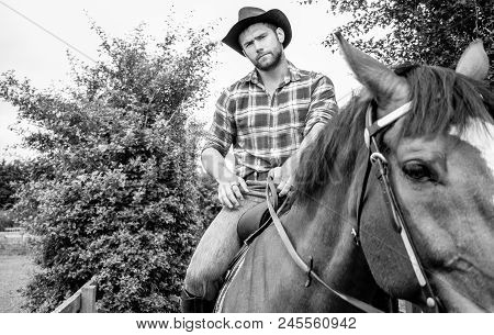 Good Looking, Hunky Cowboy Rides Horse With Boots, Chequered Shirt And Hat