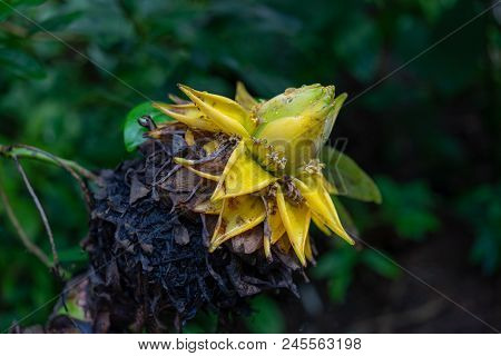 Side View Of Golden Lotus Or Dwarf Banana Also Known As Musella Lasiocarpa From The South-western Yu