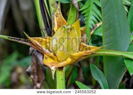 Side View Of Golden Lotus Or Dwarf Banana Also Known As Musella Lasiocarpa From The South-western Yu