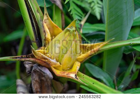 Side View Of Golden Lotus Or Dwarf Banana Also Known As Musella Lasiocarpa From The South-western Yu