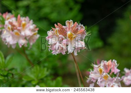Beautiful Blooming Azalea - Rhododendron Luteum Ericaceae From Eastern Europe