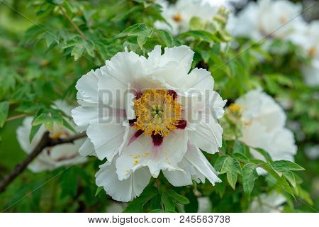 Blooming Tree Peony. Big White Peonies Bloom In The Spring Season Known As Paeonia Rockii Paeoniacea