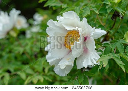 Blooming Tree Peony. Big White Peonies Bloom In The Spring Season Known As Paeonia Rockii Paeoniacea