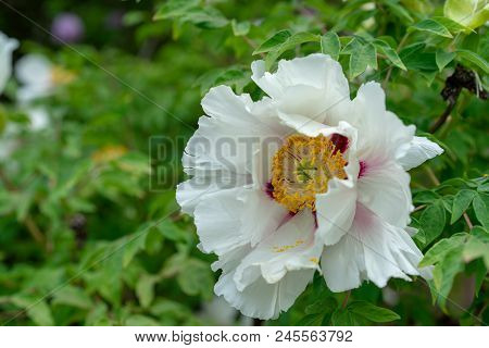 Blooming Tree Peony. Big White Peonies Bloom In The Spring Season Known As Paeonia Rockii Paeoniacea