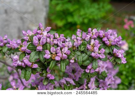 Purple Lilac Flowers, Rhododendron Hybridum Lanvendula Ericaceae