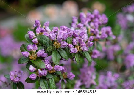 Purple Lilac Flowers, Rhododendron Hybridum Lanvendula Ericaceae