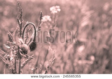 Wildflowes Growing On Natural Meadow With Colortoning