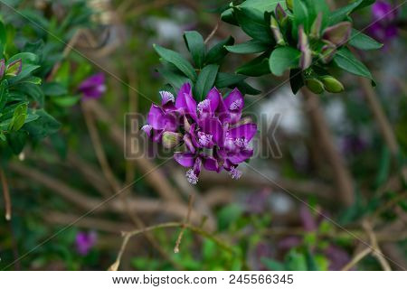 Purple Polygala Myrtifolia Grandiflora Flower From South Africa