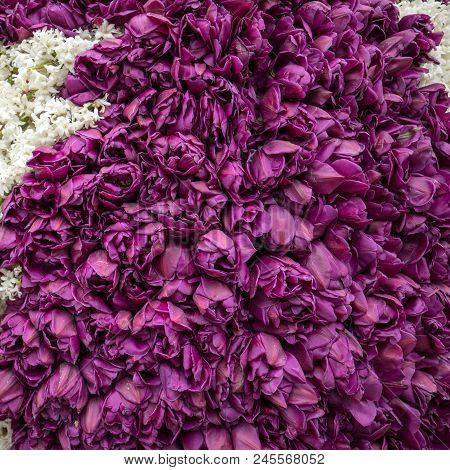 Abstract Background . Close Up Of Purple Flowers