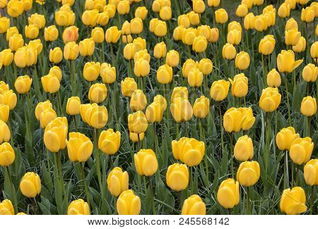 Abstract Background . Close-up Of Yellow Tulips Flowers