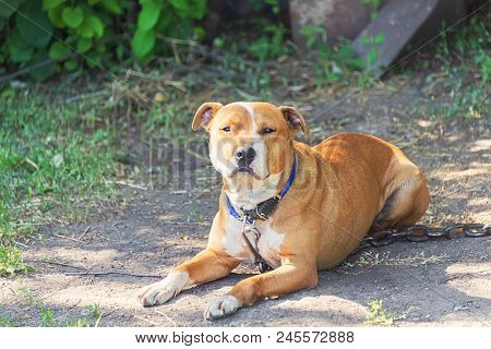 Homeless, Hungry Dog On The Street, Waiting For The Owner In The Summer Sun In Hot Weather