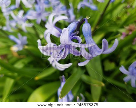 Hyacinth Photography Violet Plant Photo Spring Image