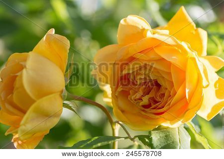 Blooming Yellow English Roses In The Garden On A Sunny Day After Rain. David Austin Rose Golden Cele