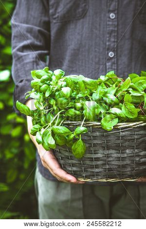 Organic Gardening. Farmers Hands With Fres Herbs. Spring Gardening