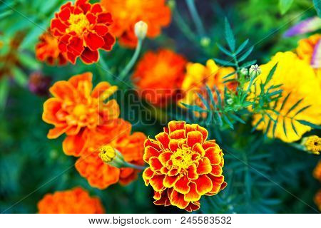 Close Up Of Beautiful Marigold Flower Blooming