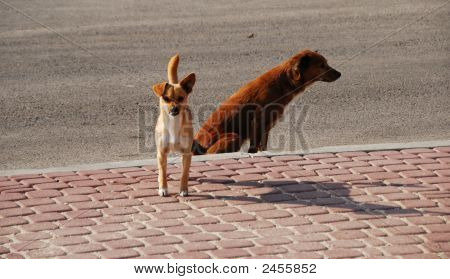 Latterligt hunde