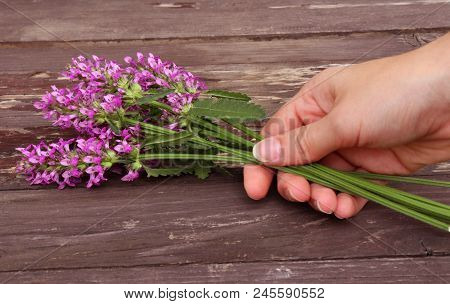 Betonica Officinalis, Purple Betony In Girl Hand. View From Above. Spring Flowers. Vacation And Rela