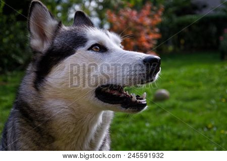 Siberian Husky Dog Waiting Attentively On A Grassy Field With A Ball In The Background