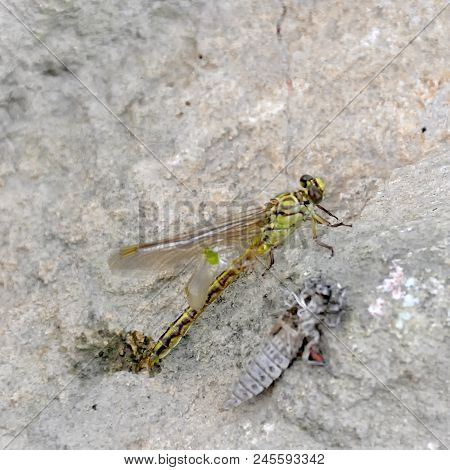 The Birth Of A Green Dragonfly From The Larvae Closeup