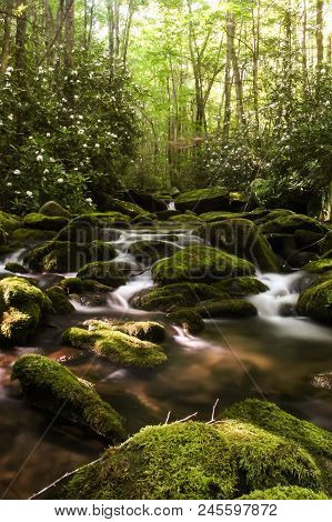 A Creek Flowing Over Mossy Rocks In A Forest.  Elkmont, Great Smoky Mountains National Park, Usa.