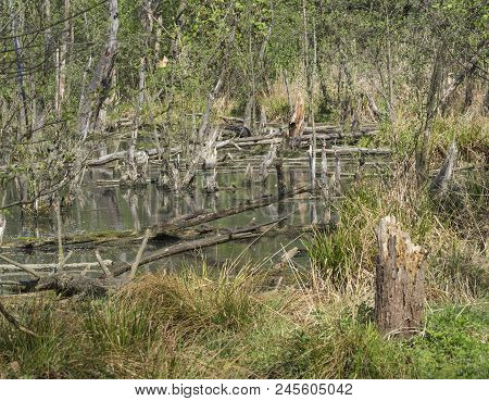 Logs,trees And Grass In Swamp Lake, Spring Marchland Water Landscape
