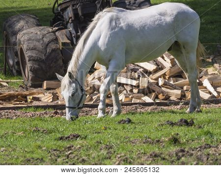 White Horse Stalion Grazing On Green Grass, Chopped Wood And Rusty Woon Chopper Machine In Backgroun