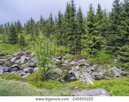 Spring Mountain Stream Bila Smeda With Stones And Boulders, Spruce Tree Forest, Green Bushes In Jize