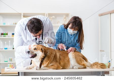 Doctor and assistant checking up golden retriever dog in vet cli