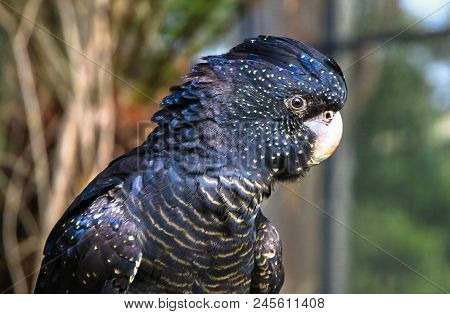 An Adult Red-tailed Black Cockatoo (calyptorhynchus Banksii) In Victoria, Australia.
